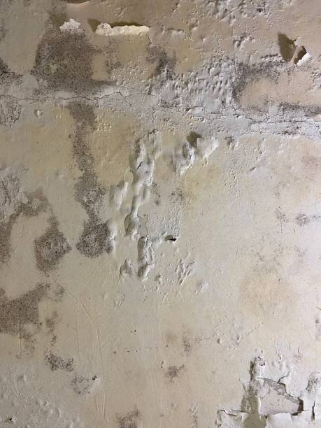 Best Professional Mold Removal  in Gaylord, MN