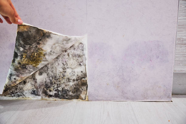 Best Local Mold Removal Service  in Gaylord, MN